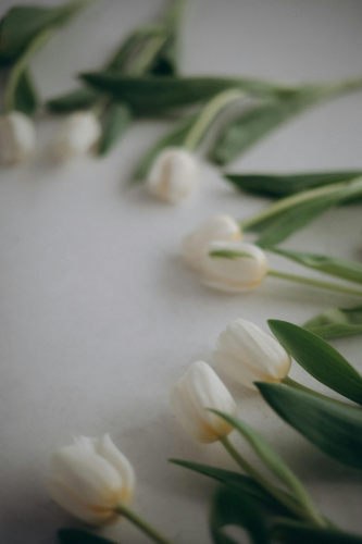 Hoa tulip, hoa- Alina Komarevska 2