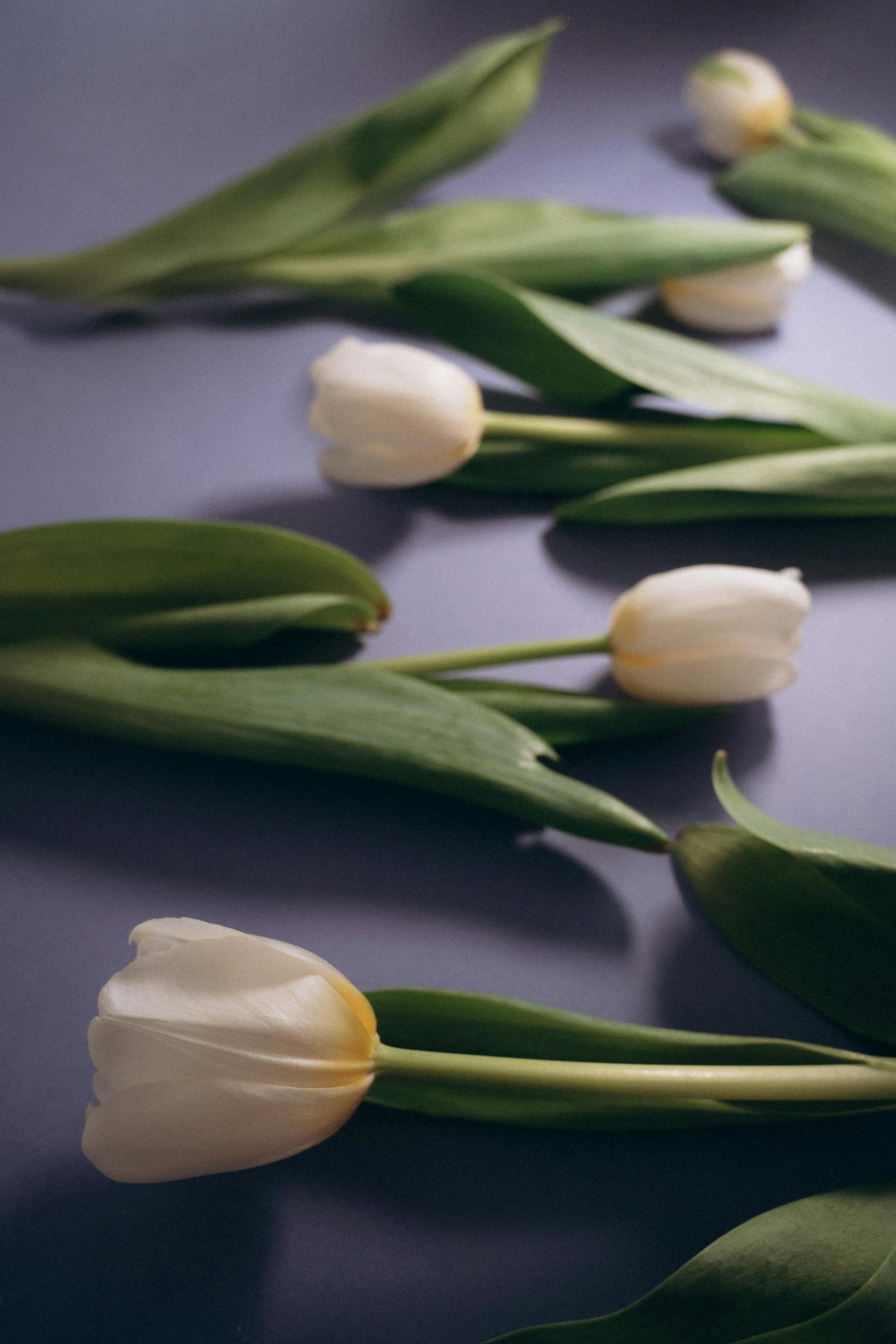 Hoa tulip, hoa- Alina Komarevska 6