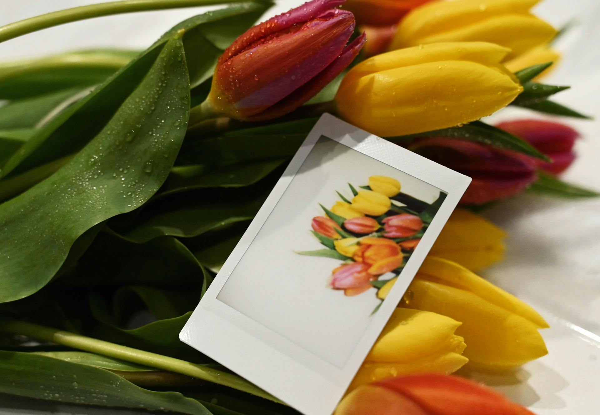 Hoa tulip, hoa- Alina Komarevska 10