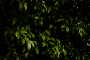 Lá cây, lá-Valeriia Miller 7