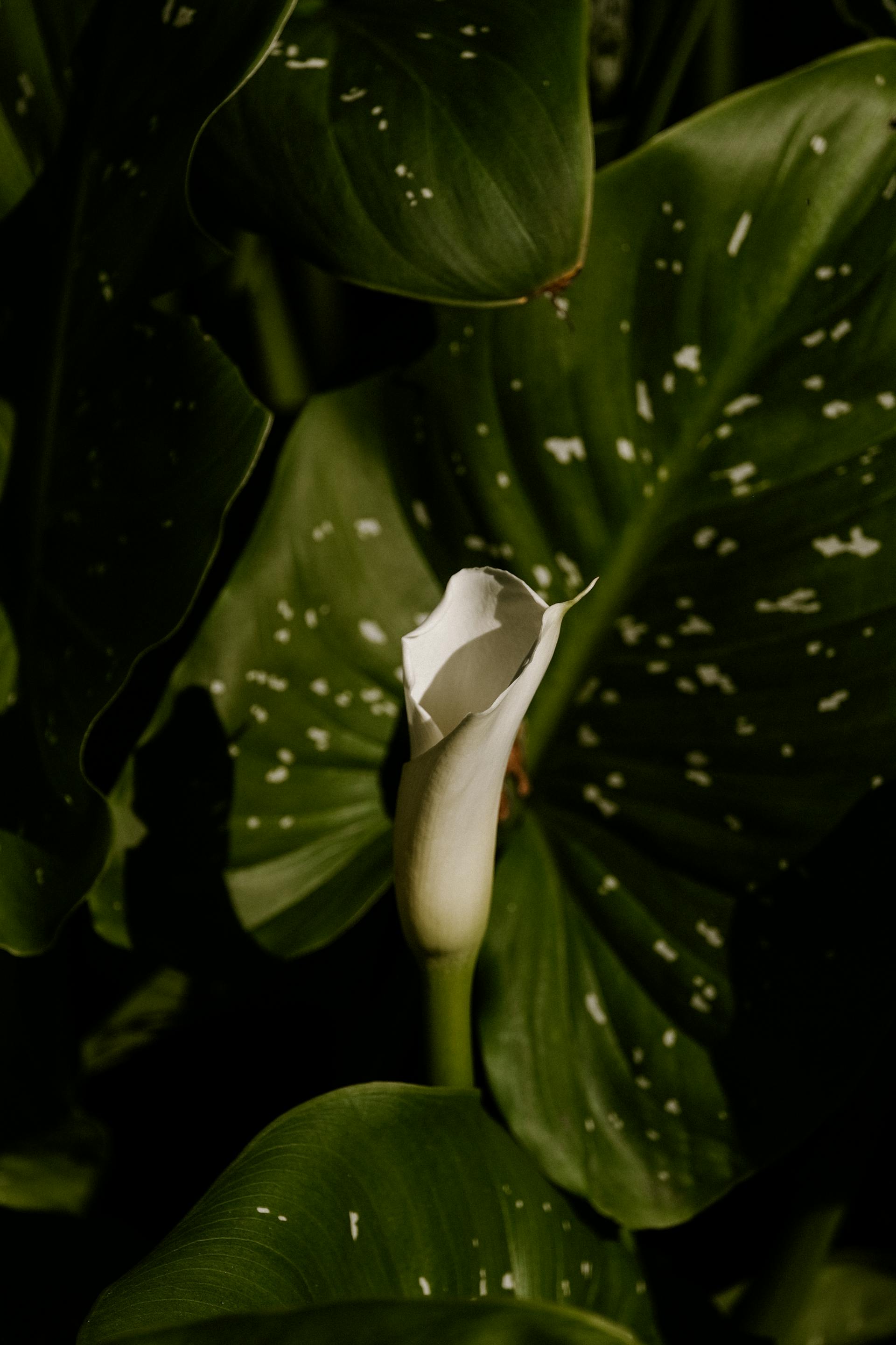 Lá cây, lá-Valeriia Miller 11