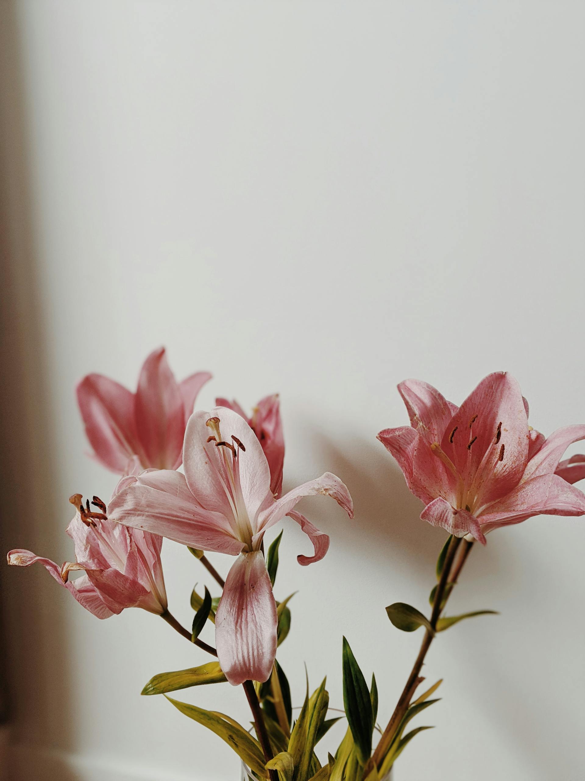 Hoa, bình hoa-Valeriia Miller 5