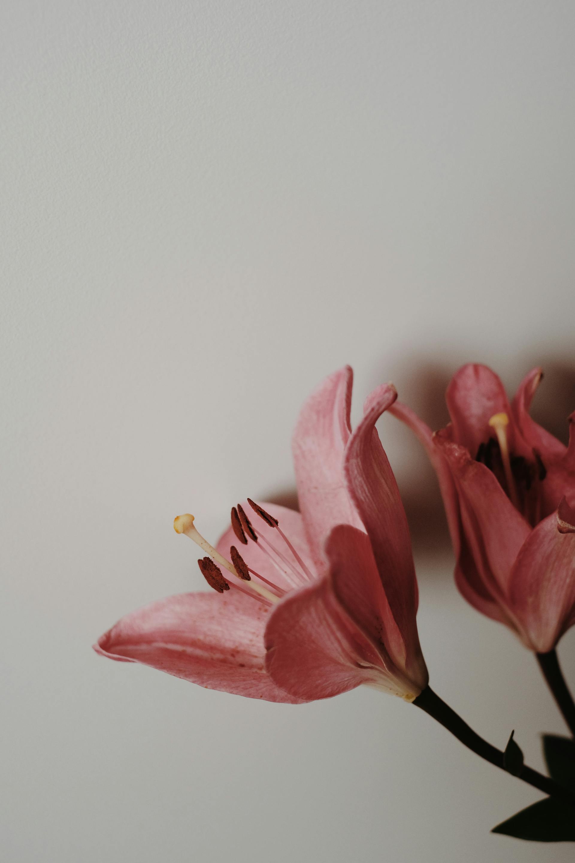 Hoa, bó hoa-Valeriia Miller 6