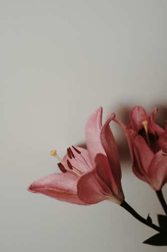 Hoa, bó hoa-Valeriia Miller 6