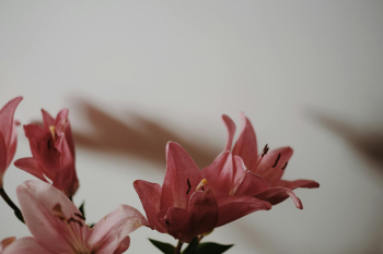 Hoa, bó hoa-Valeriia Miller 8