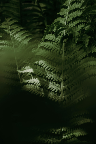 Lá cây, lá-Valeriia Miller 6