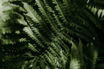 Lá cây, lá-Valeriia Miller