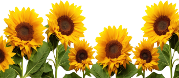 Hoa hướng dương, flower 1