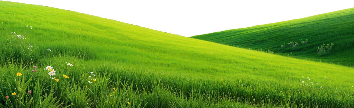 Bãi cỏ, hoa, grass 5