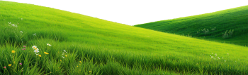 Bãi cỏ, hoa, grass 5