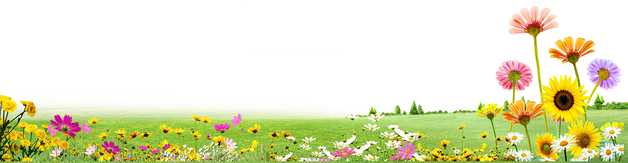 Bãi cỏ, hoa, grass 4