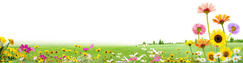 Bãi cỏ, hoa, grass 4