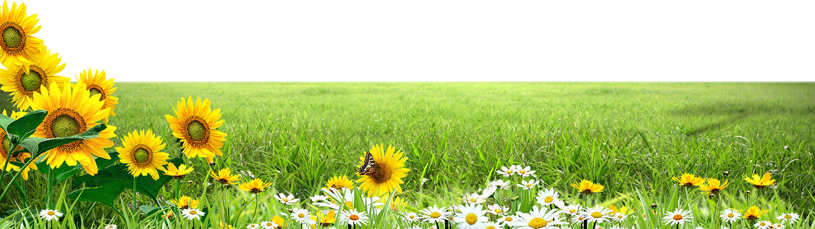 Bãi cỏ, hoa, grass 3