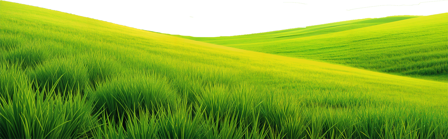 Bãi cỏ, hoa, grass 2