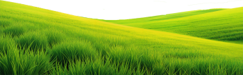 Bãi cỏ, hoa, grass 2