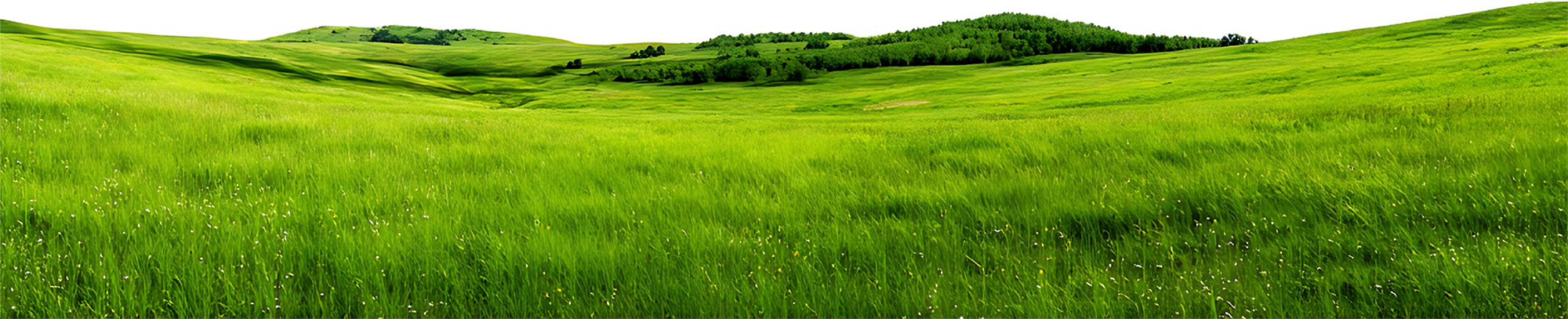 Bãi cỏ, hoa, grass 6