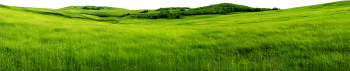 Bãi cỏ, hoa, grass 6