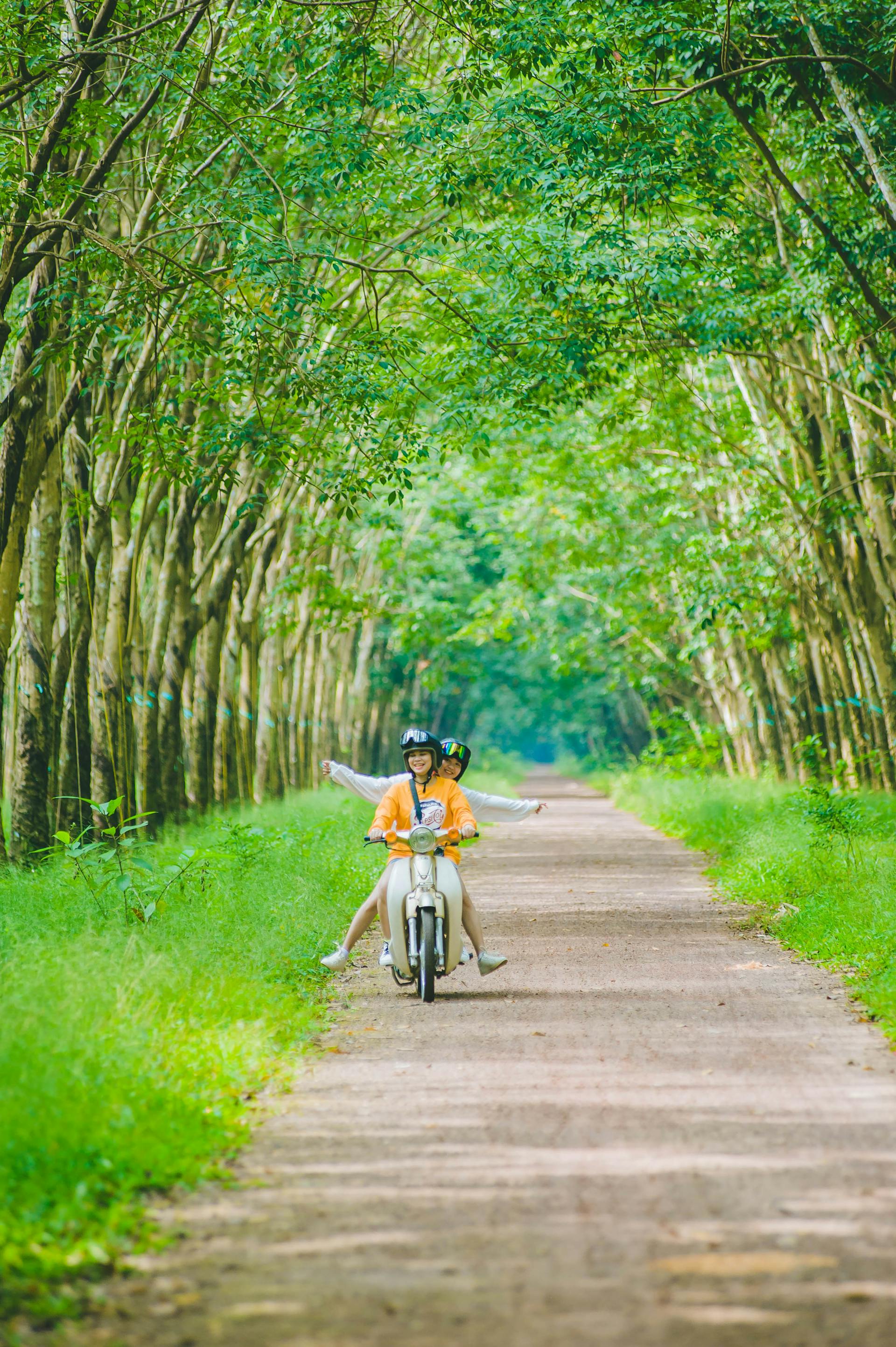 Bạn bè, rừng - Bảo Huỳnh