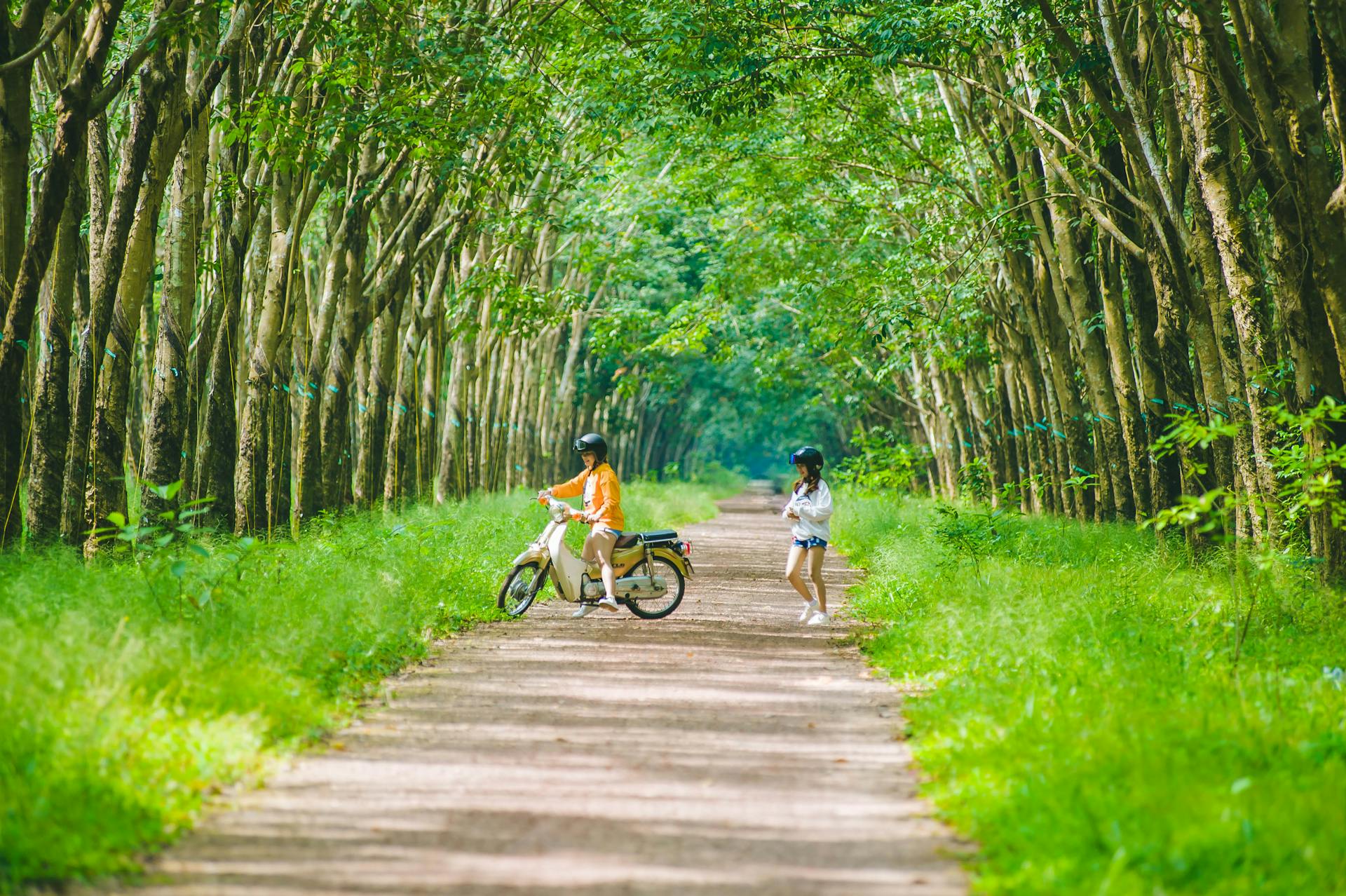 Bạn bè, rừng - Bảo Huỳnh 2