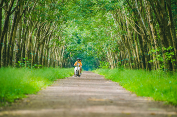 Bạn bè, rừng - Bảo Huỳnh 1