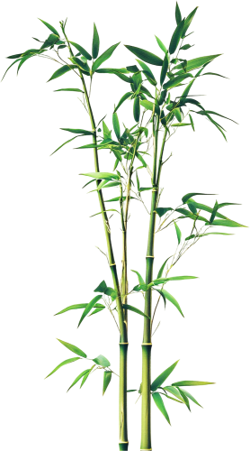 Cây tre, bamboo 3
