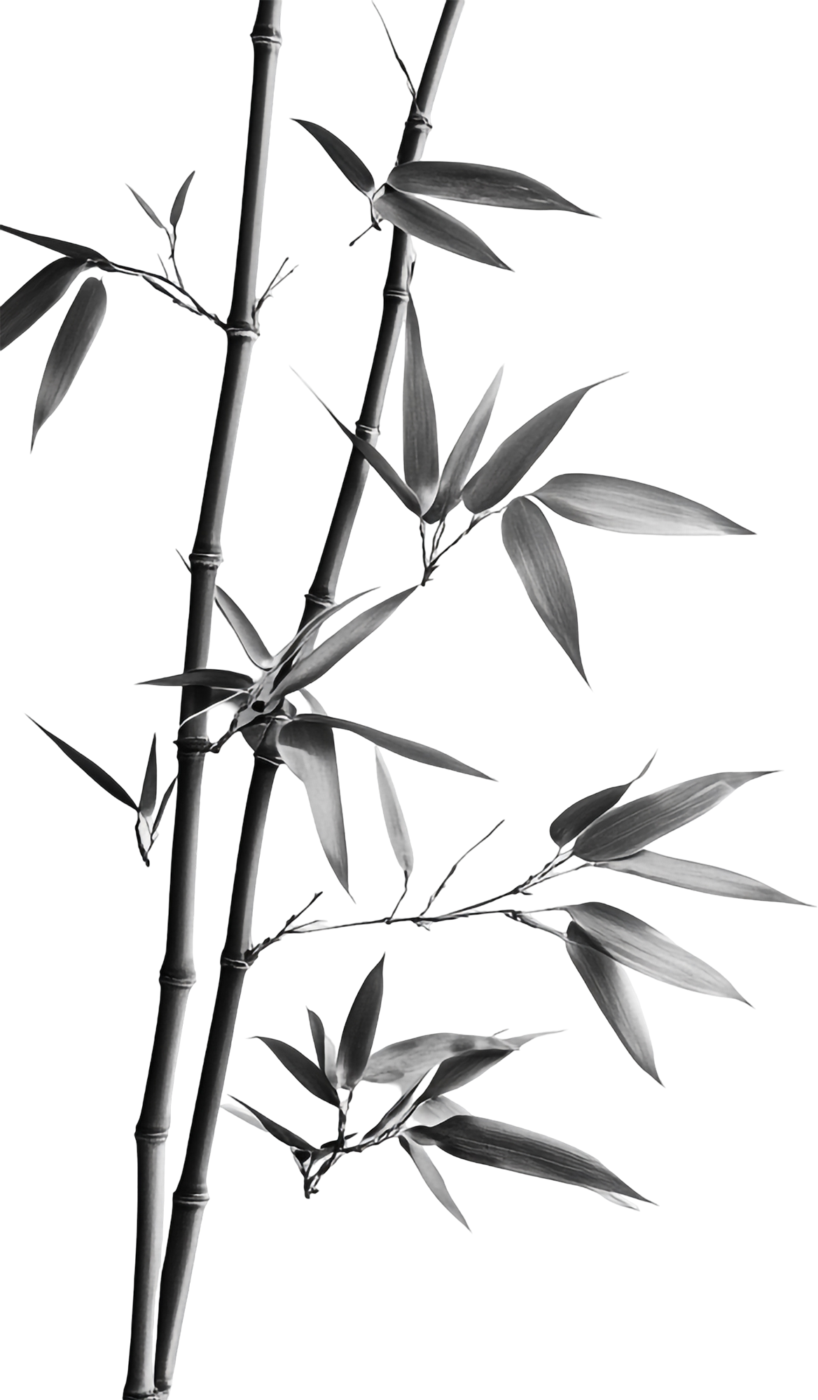 Cây tre, bamboo 2