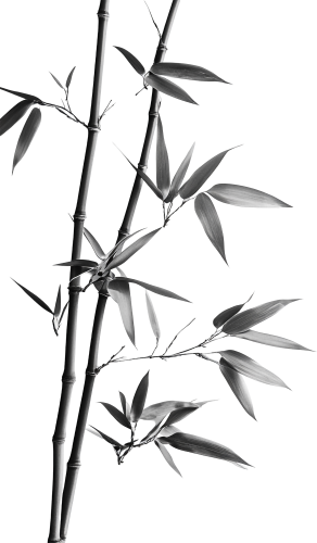 Cây tre, bamboo 2