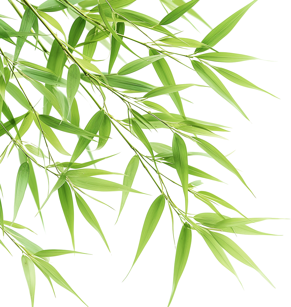 Cây tre, bamboo 1