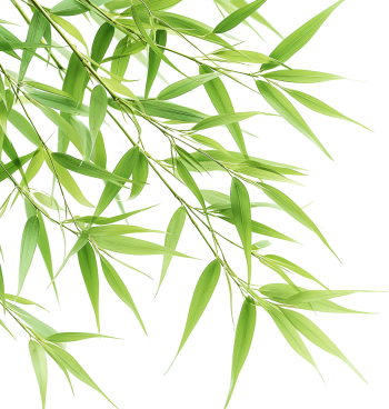 Cây tre, bamboo 1
