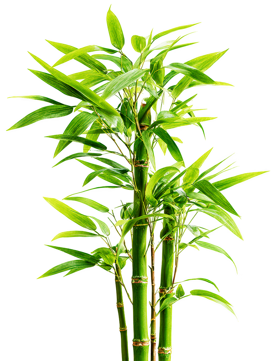 Cây tre, bamboo