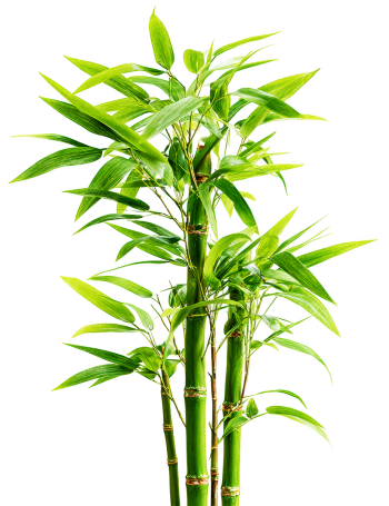 Cây tre, bamboo