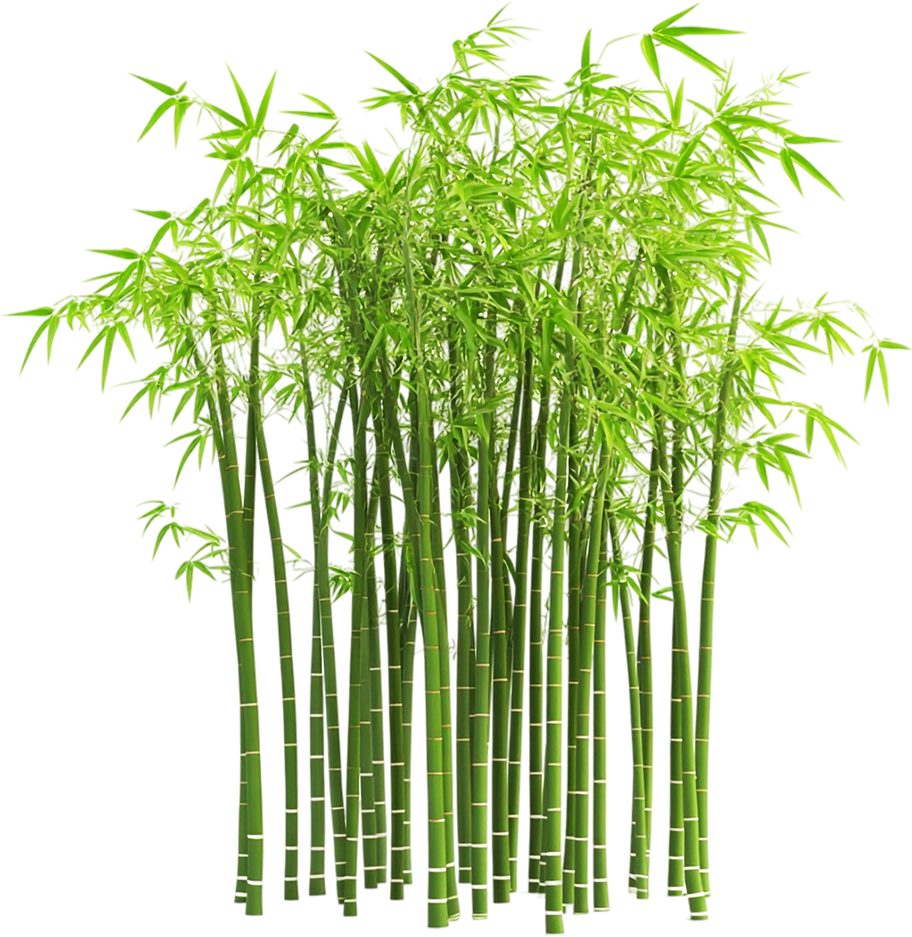 Cây tre, bamboo 4