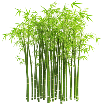Cây tre, bamboo 4