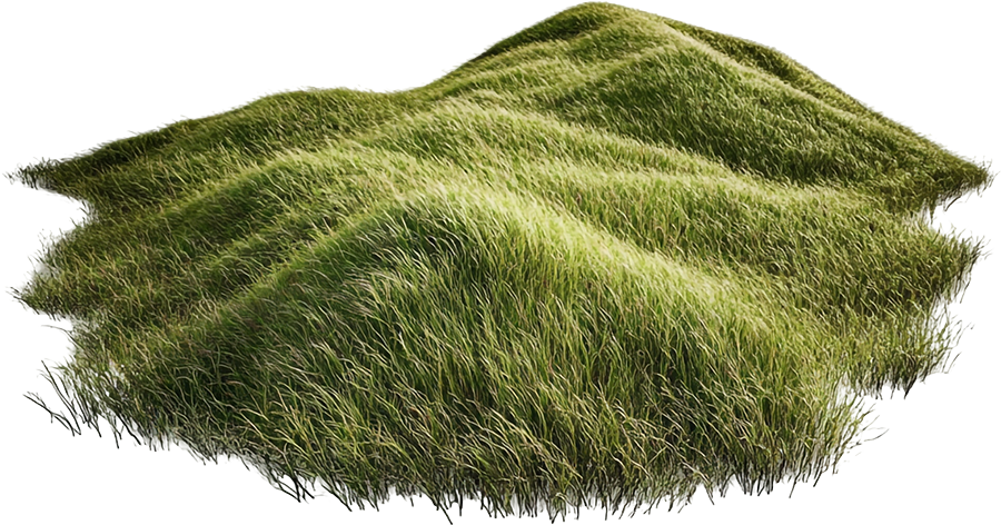 Sân cỏ, cây cỏ 8