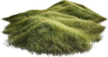 Sân cỏ, cây cỏ 8