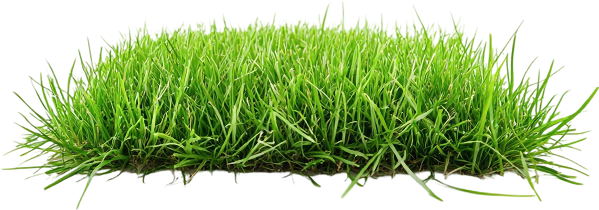 Sân cỏ, cây cỏ 5