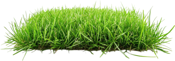 Sân cỏ, cây cỏ 5