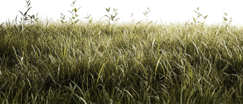 Sân cỏ, cây cỏ