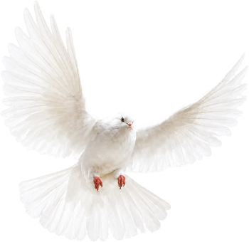 Chim bồ câu, bird