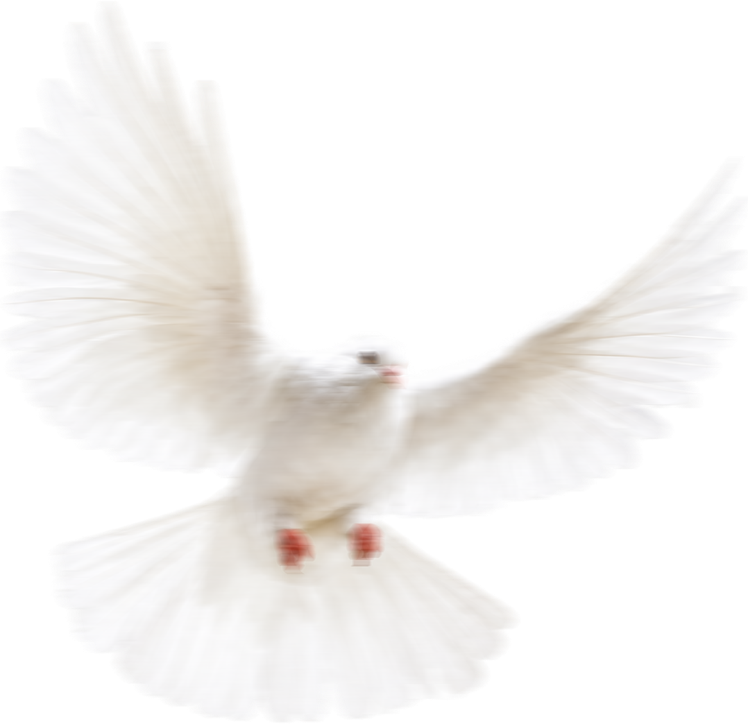 Chim bồ câu, bird 1