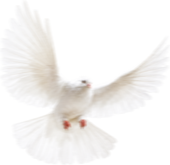 Chim bồ câu, bird 1