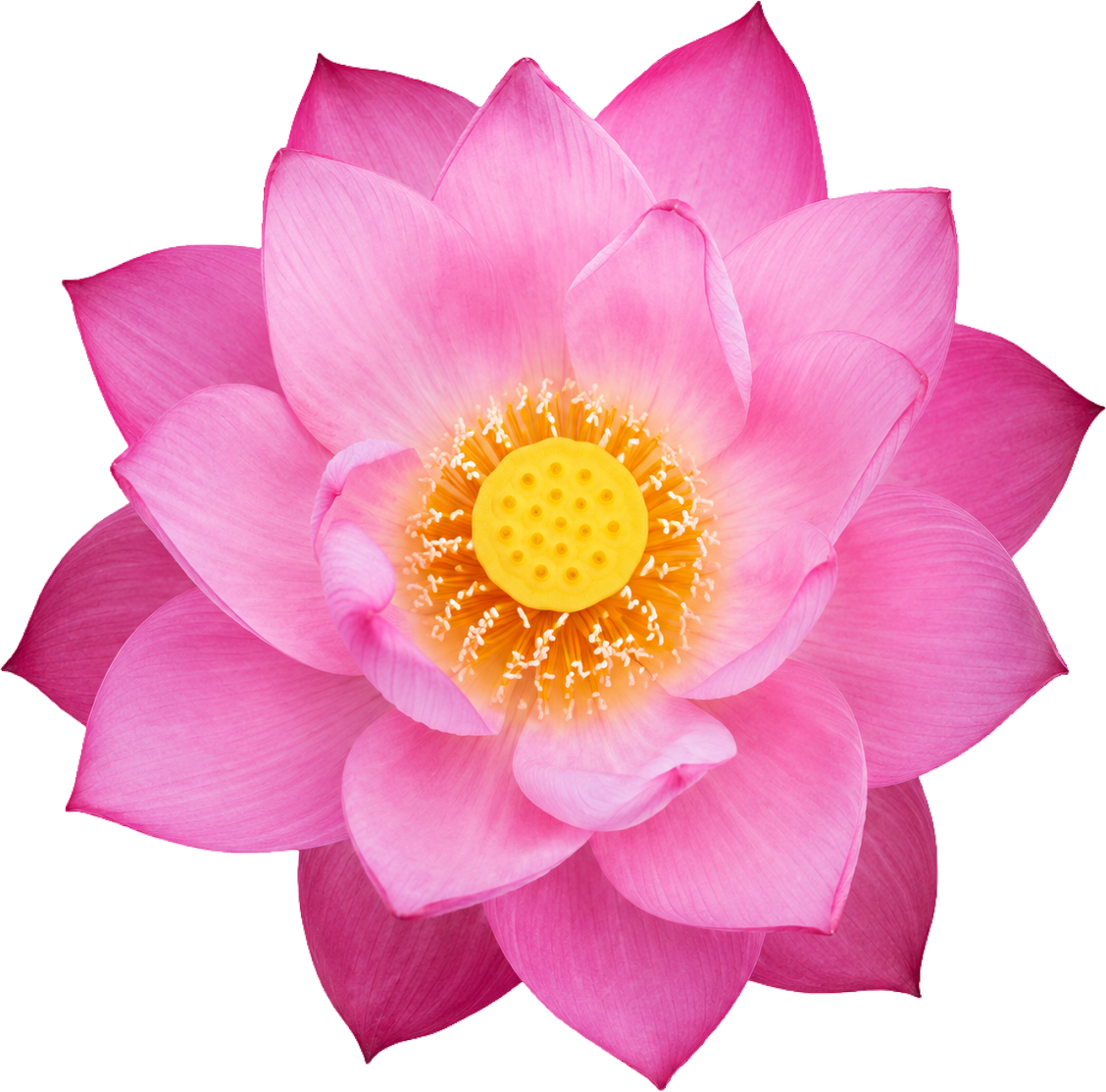 Hoa sen, bông hoa