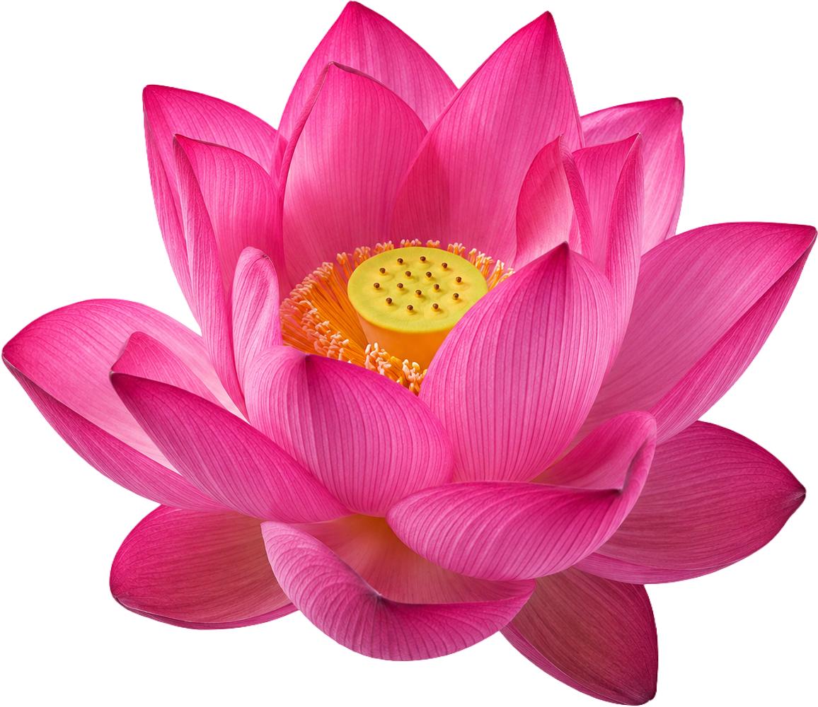 Hoa sen, bông hoa 1