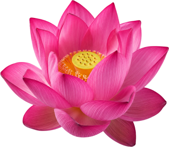Hoa sen, bông hoa 1