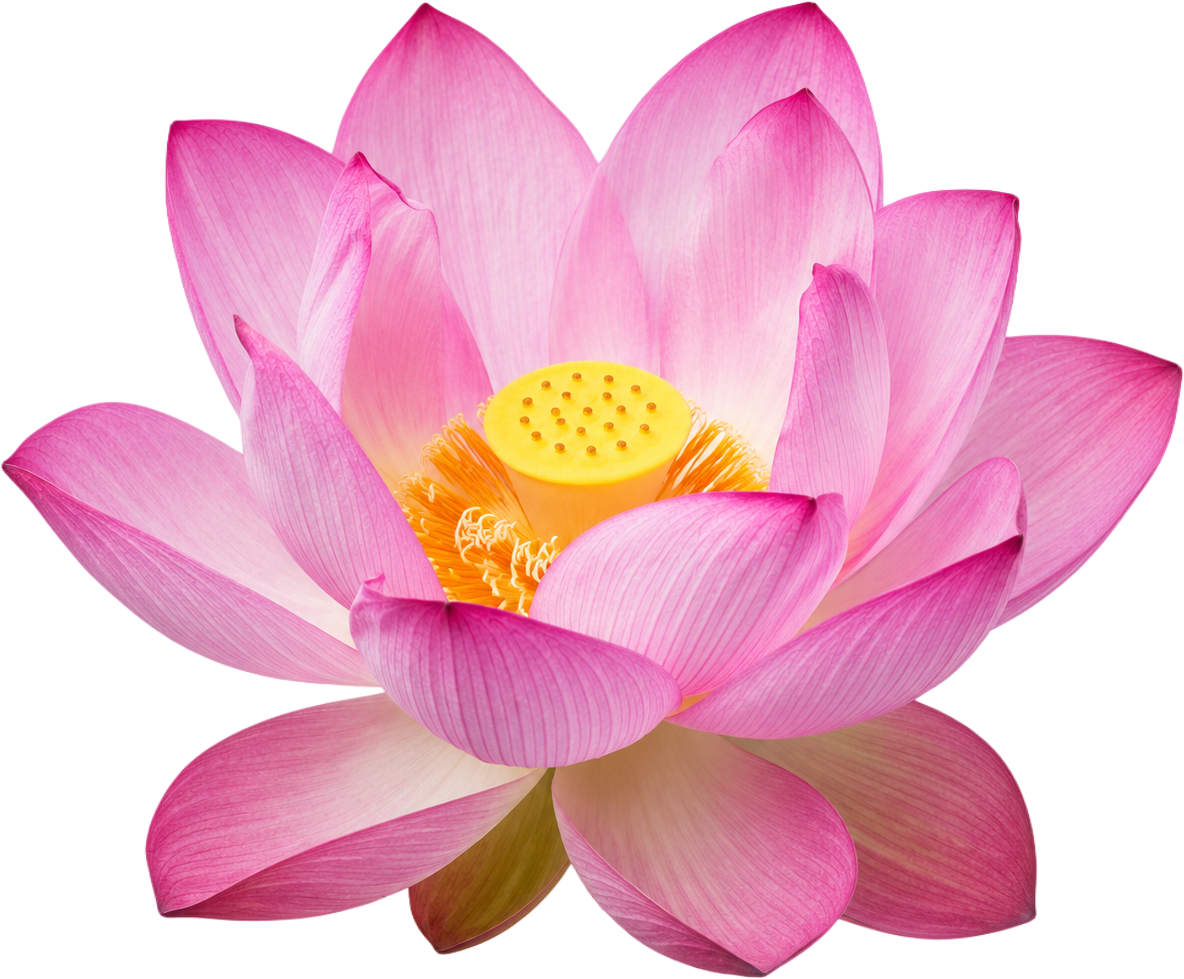 Hoa sen, bông hoa 5