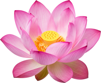 Hoa sen, bông hoa 5