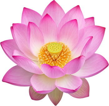 Hoa sen, bông hoa 6