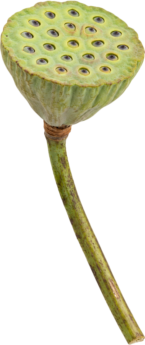 Đài sen, hạt sen 1