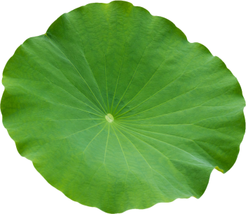 Lá sen, lá xanh 4