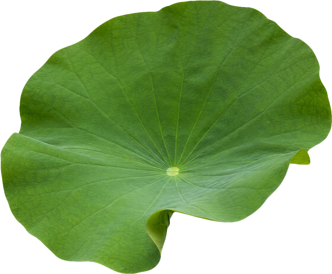 Lá sen, lá xanh 5